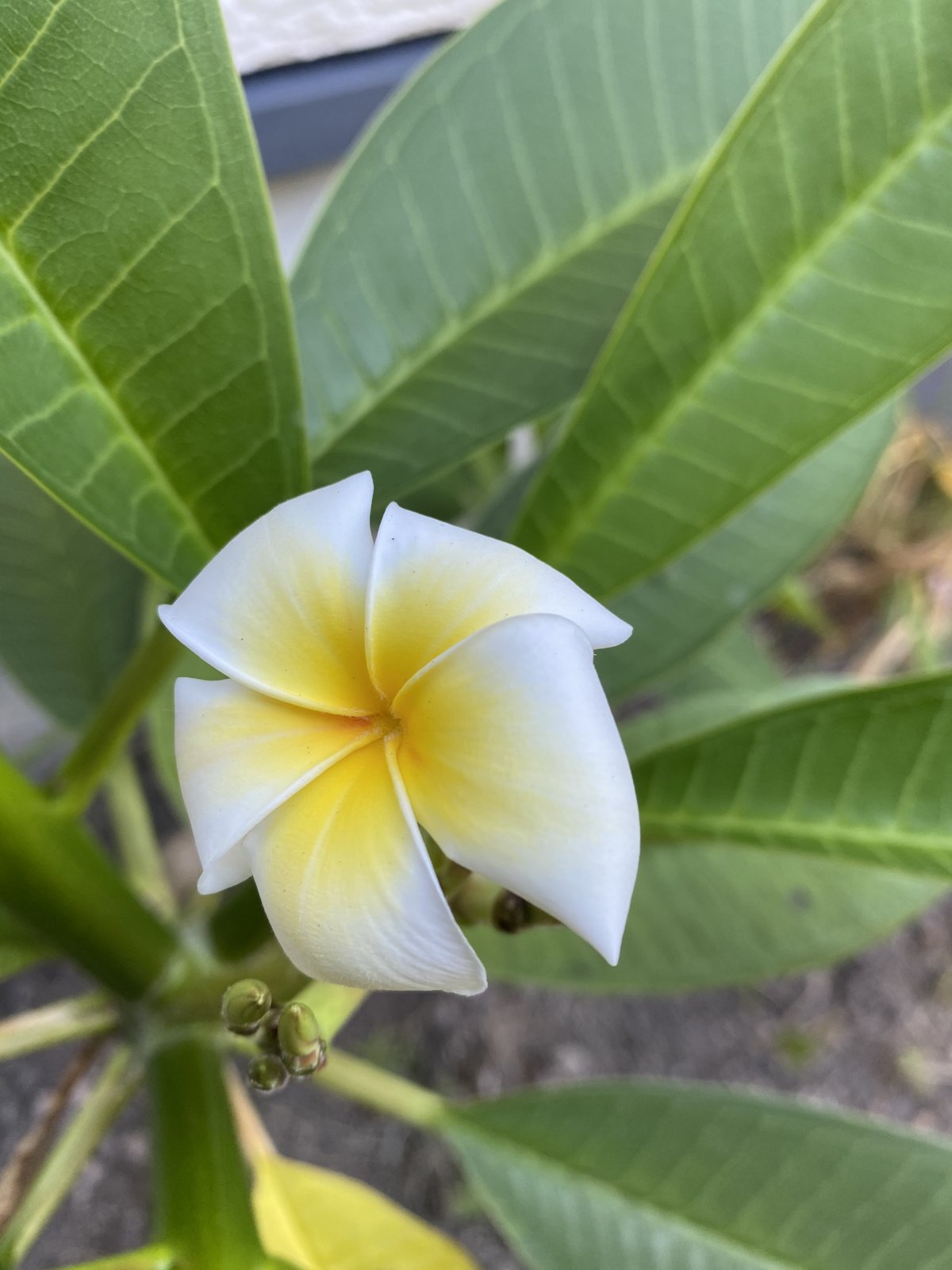 花びらが開いたプルメリアの花