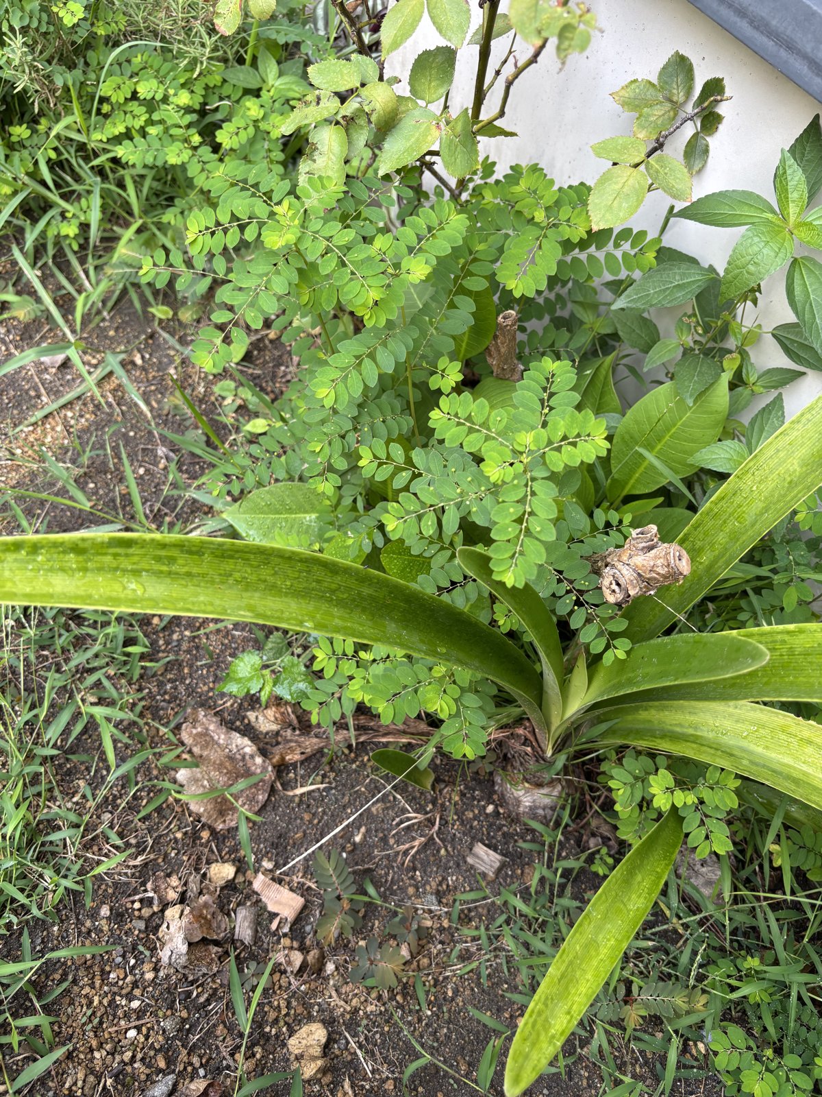 雑草に覆われたプルメリアの切り株