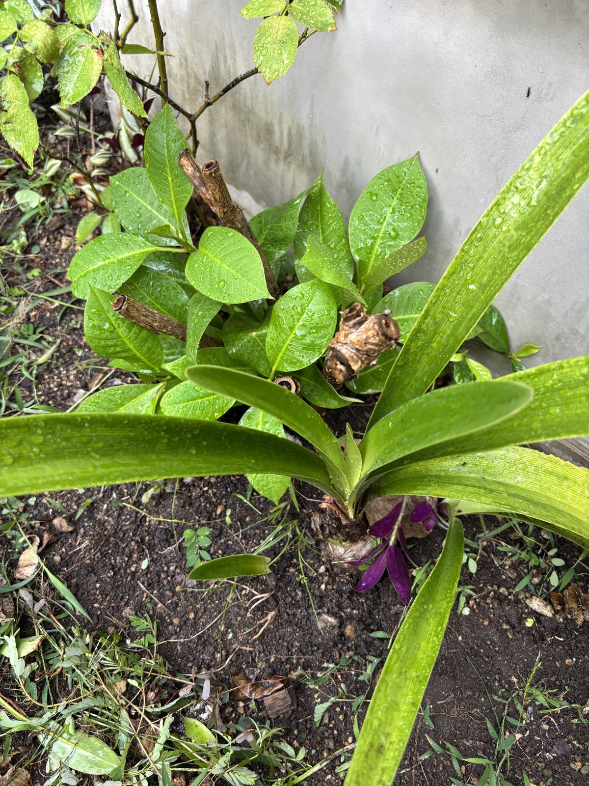 草を抜いたあとに現れたプルメリアの新芽