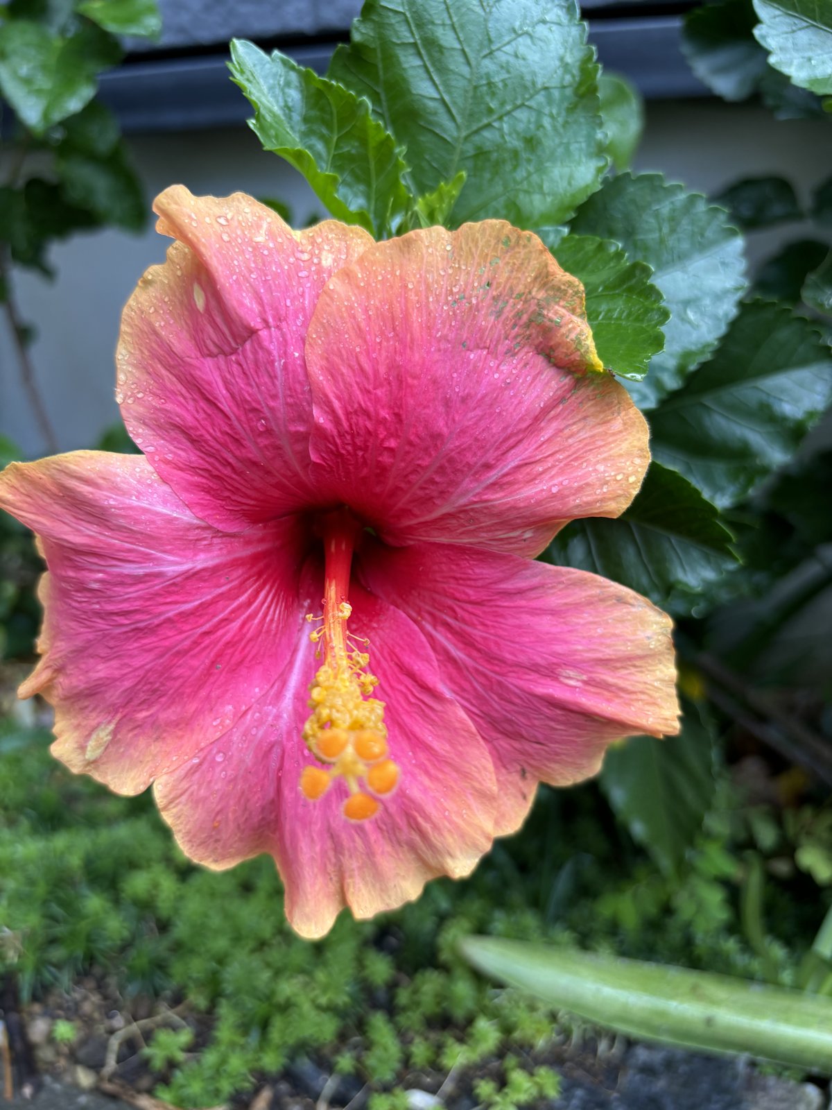 うちの庭で咲いていたハイビスカス、ミセスユミの花