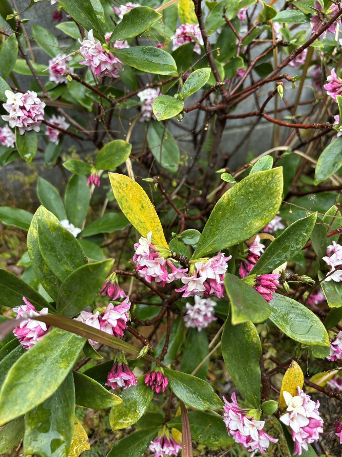 満開になった沈丁花のピンクの花