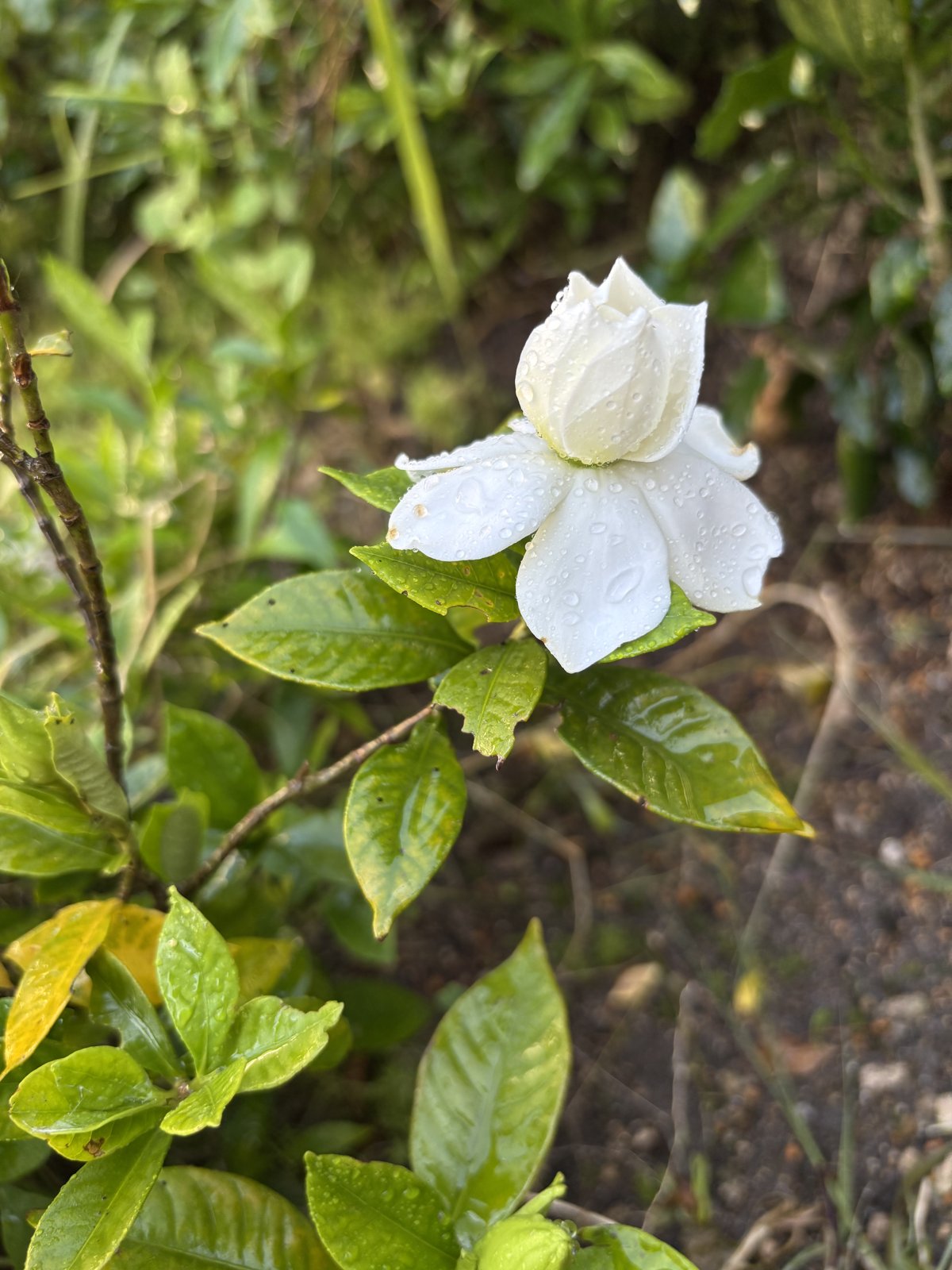 雨に濡れたクチナシの白い花