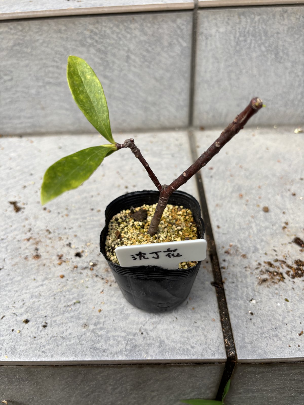 発根して葉を出した沈丁花の挿し木