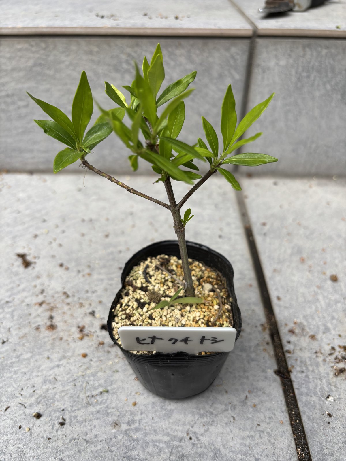 よく茂ったヒメクチナシの挿し木
