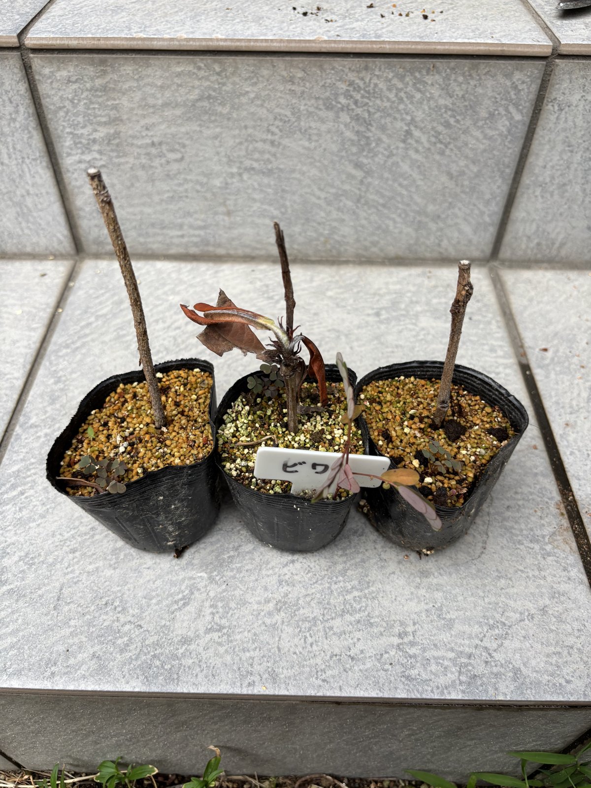 枯れてしまったビワの挿し木三本