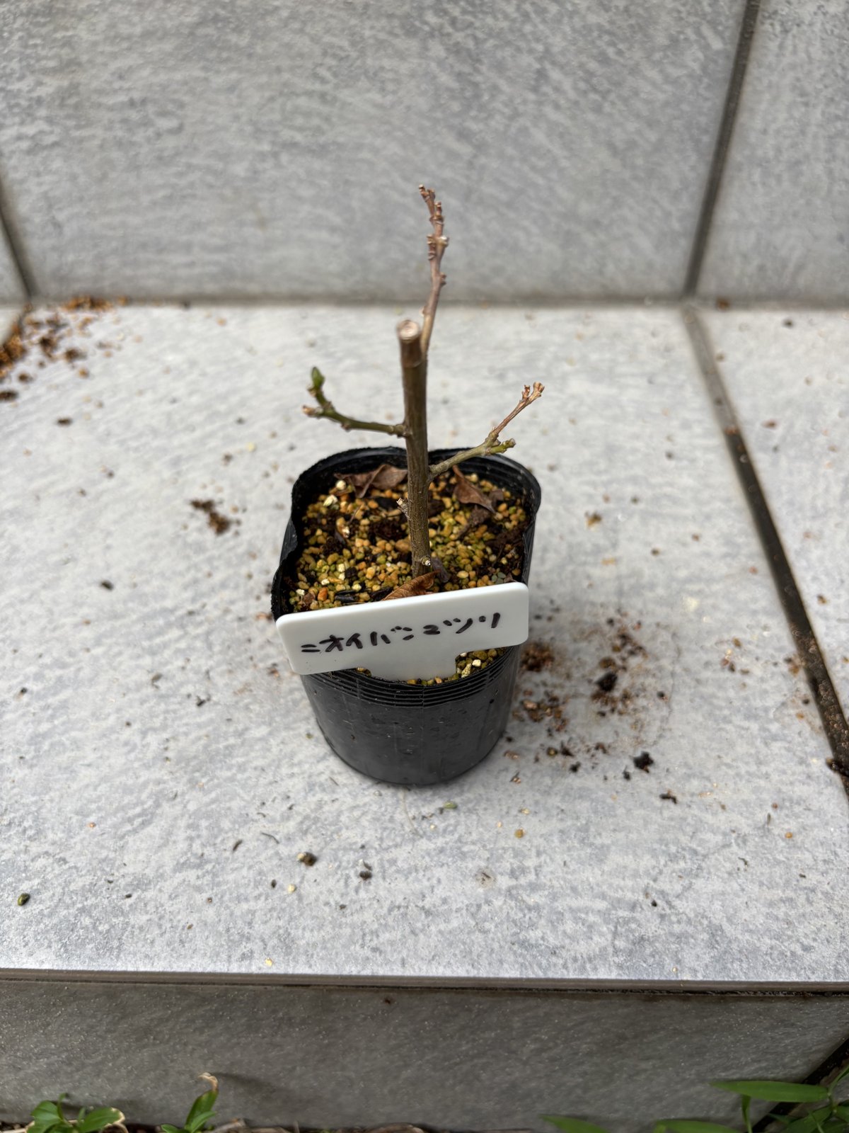 枯れてしまったニオイバンマツリの挿し木