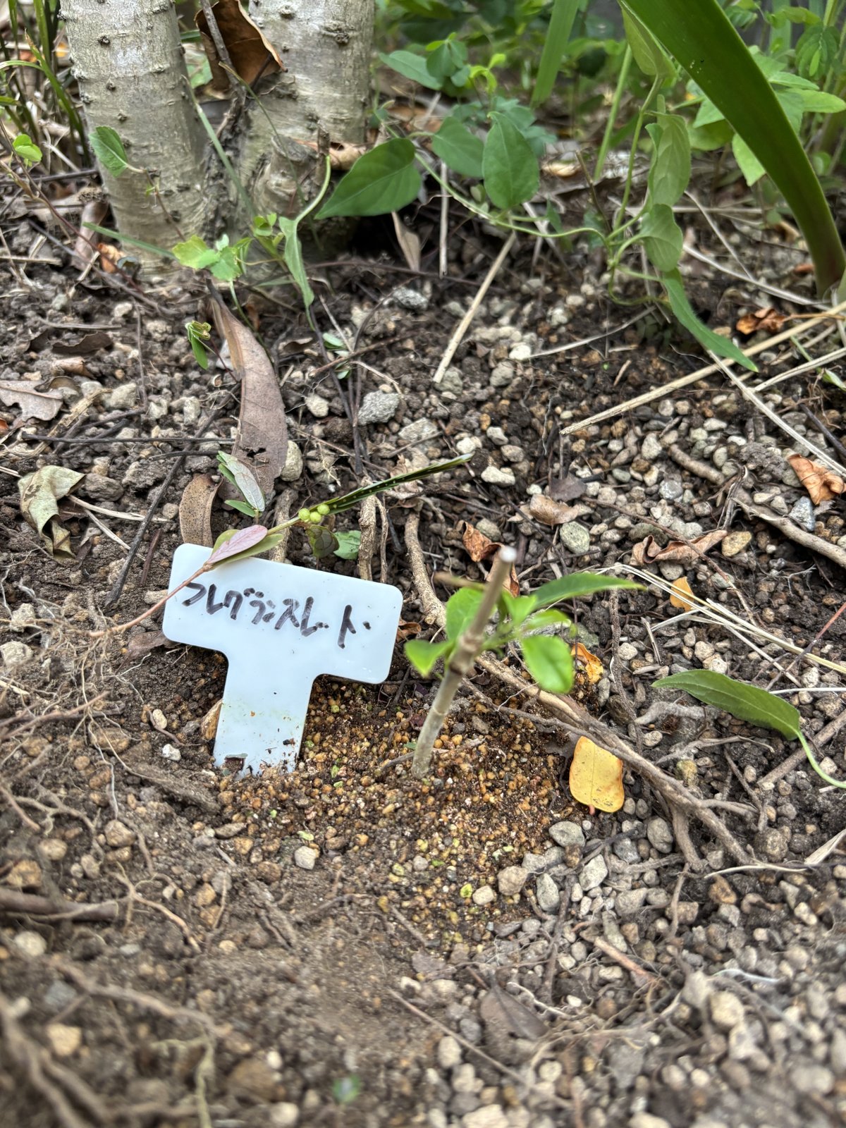 咲かないキンモクセイの足元に植えたフレグランスレッドの苗