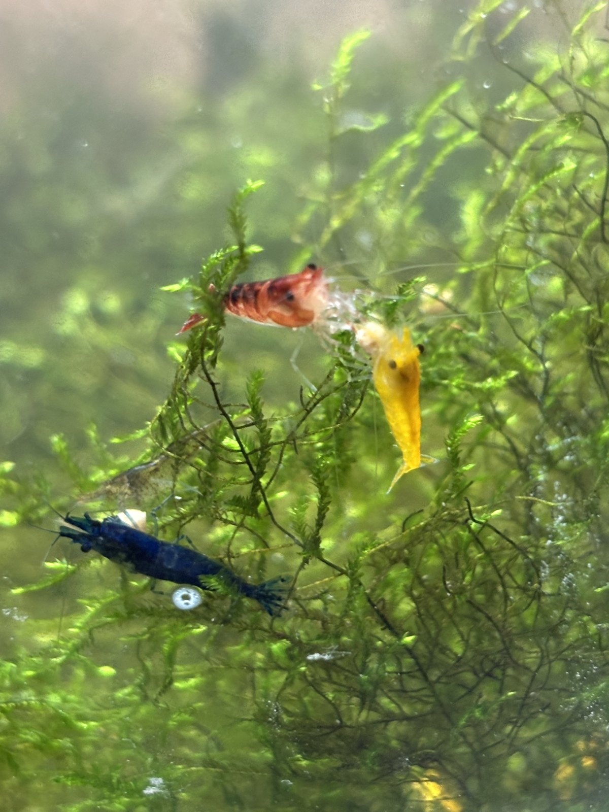 赤と黄と青のシュリンプが同じ画面に並んだ水槽