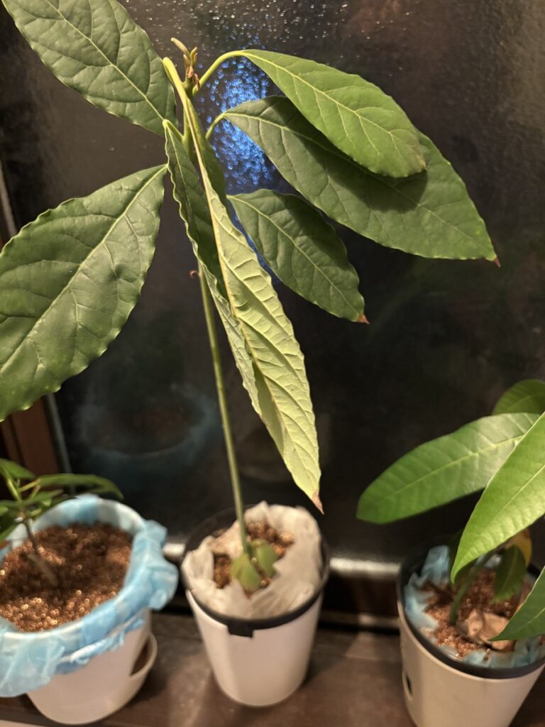 窓辺の鉢で育つ2代目のアボカド。細い茎がまっすぐ伸びて、てっぺんだけに大きな葉が集まっている