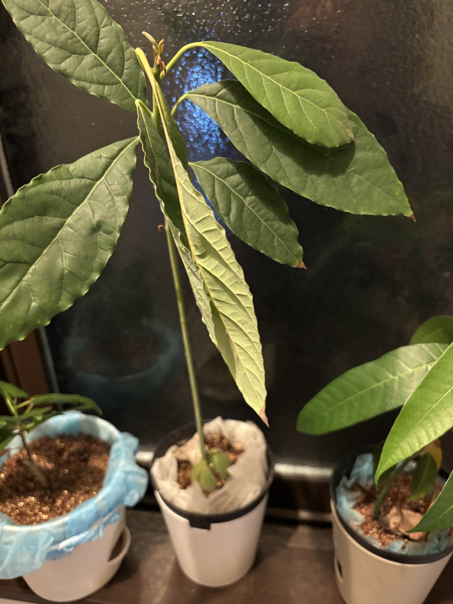 窓辺の鉢で育つ2代目のアボカド。細い茎がまっすぐ伸びて、てっぺんだけに大きな葉が集まっている