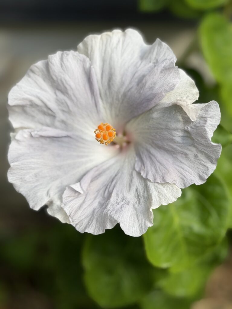 ほぼ白く咲いたハイビスカス パープルレインボーの花