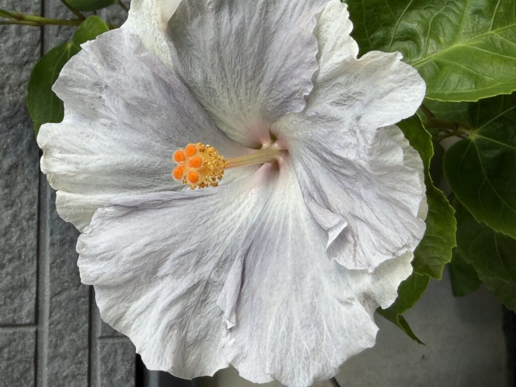 うっすら藤色の筋だけが残るパープルレインボーの花びら