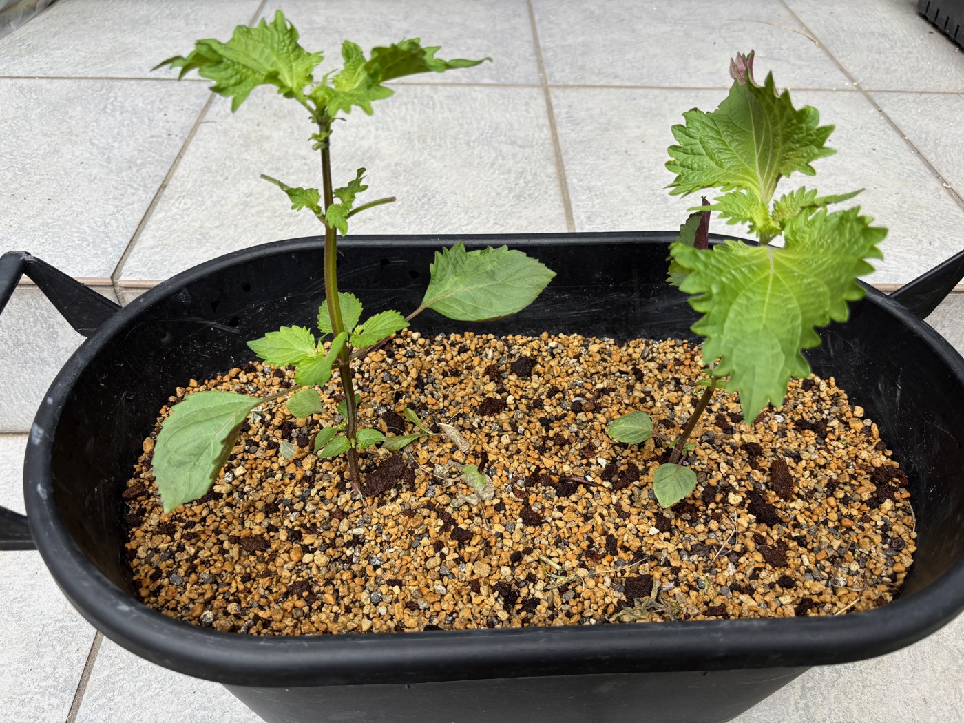 日向土を敷いたプランターに植えたばかりの青じその苗2株