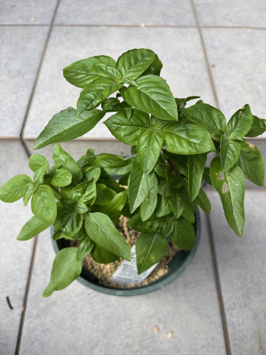 同じ鉢のバジルが1か月半後に葉を茂らせた様子