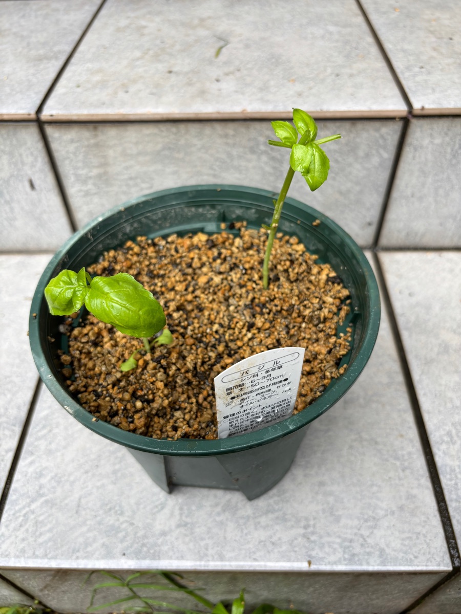 根を半分に切って植え、摘心も済ませたバジルの苗。葉が数枚しかない