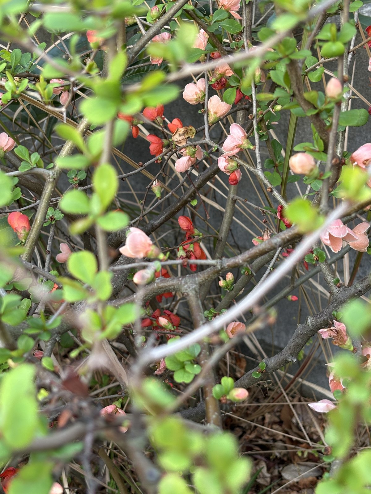 同じ株に赤とピンクの花が咲いたボケの枝