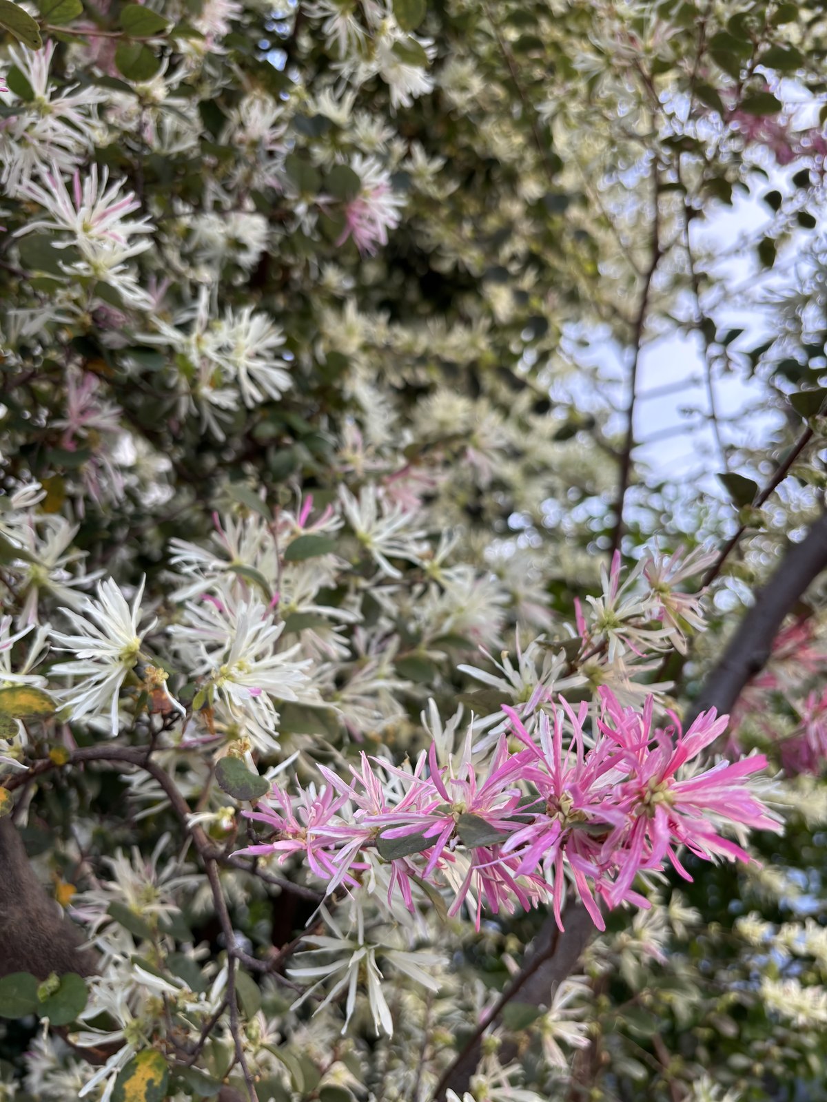 濃いピンクの花をつけたトキワマンサクの枝