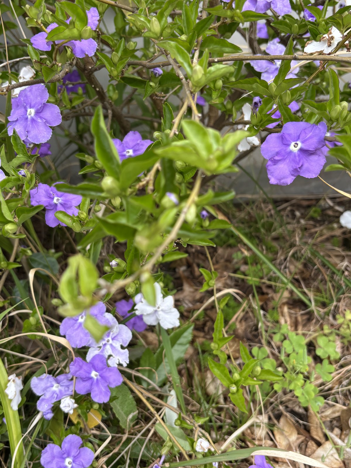 紫の花が主体のニオイバンマツリ