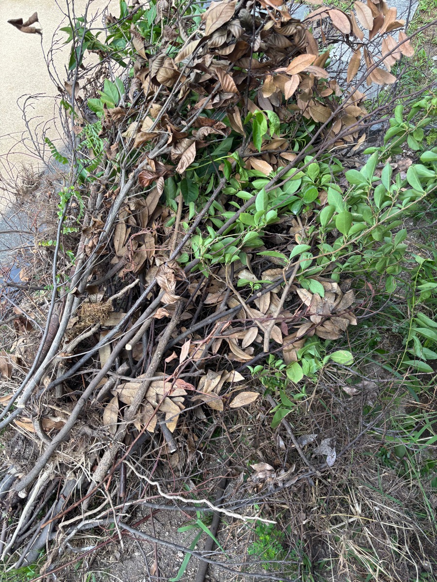 庭の隅に積み上がった剪定枝の山