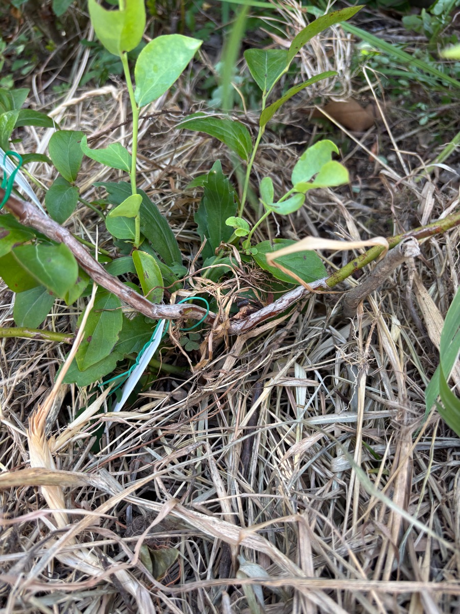 刈り草を敷いた草マルチのブルーベリー株元