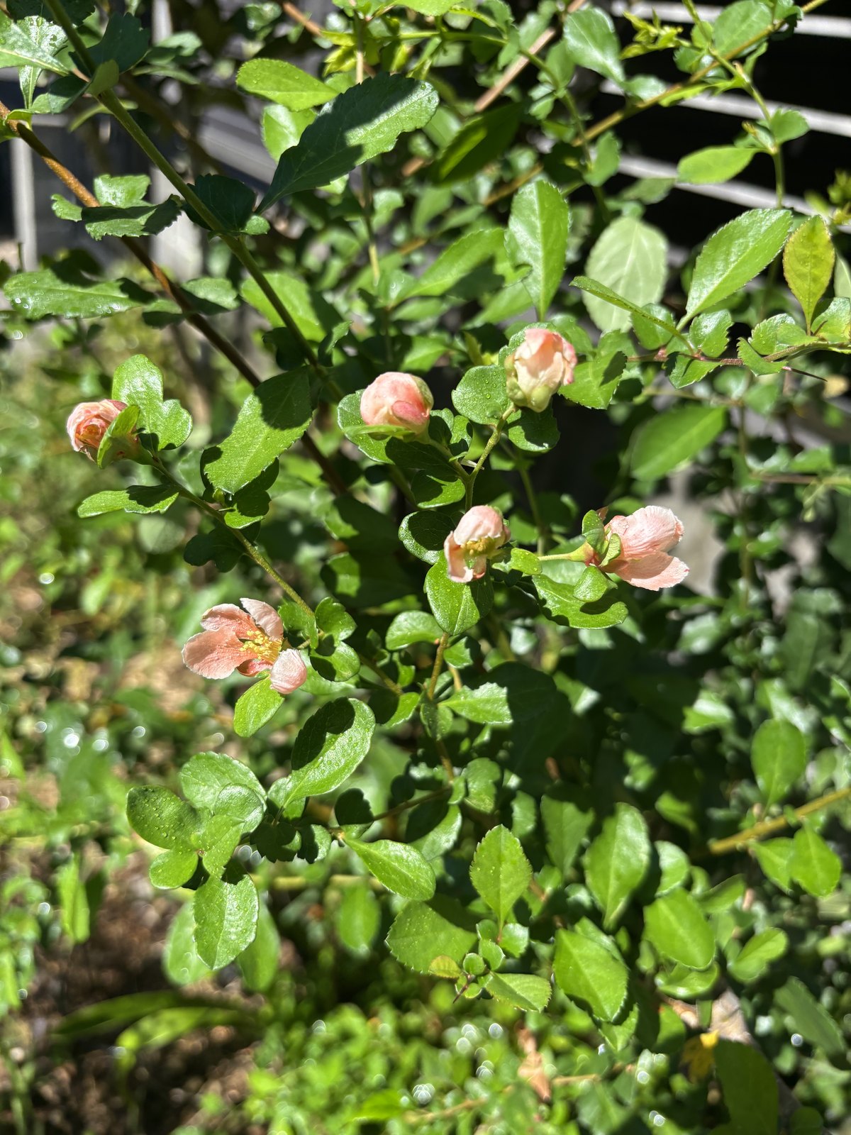 八月に季節外れに咲いたボケのピンクの花