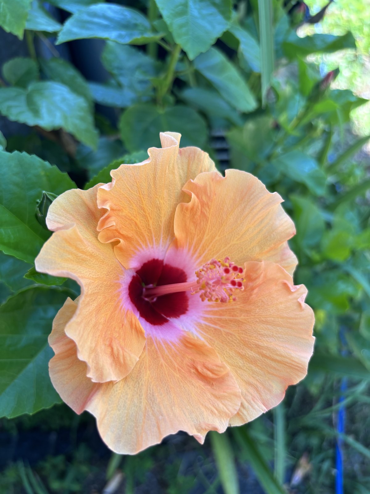 オレンジ色の大輪の花を咲かせたハイビスカス