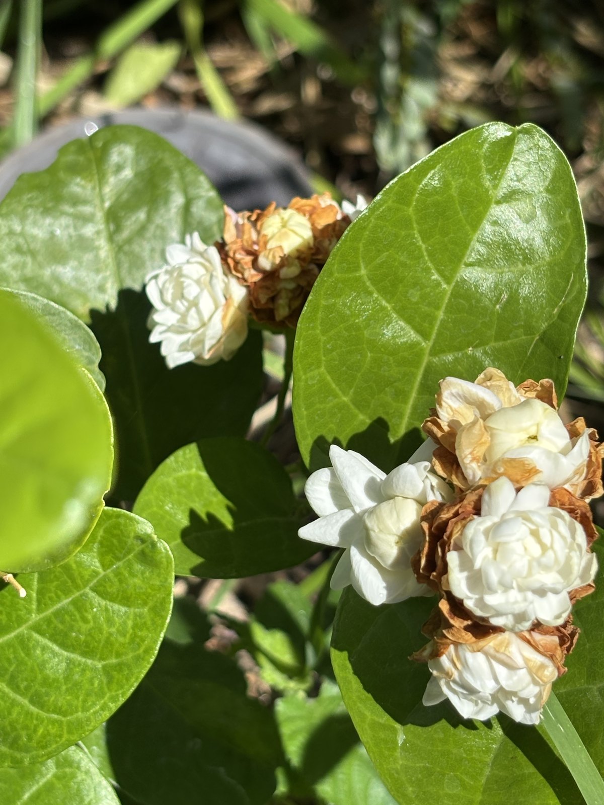 八重咲きの茉莉花（ホワイトローズピカケ）の白い花