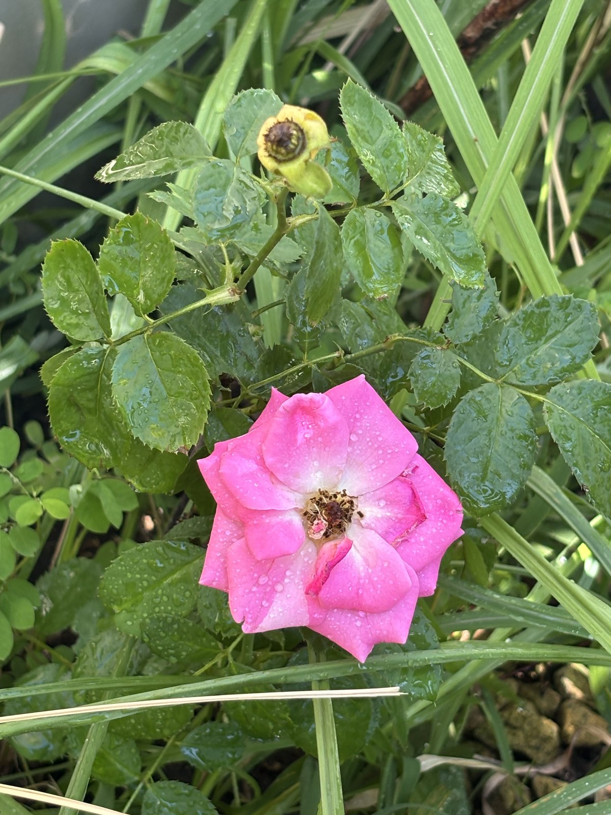 雨粒のついたピンクのバラの花