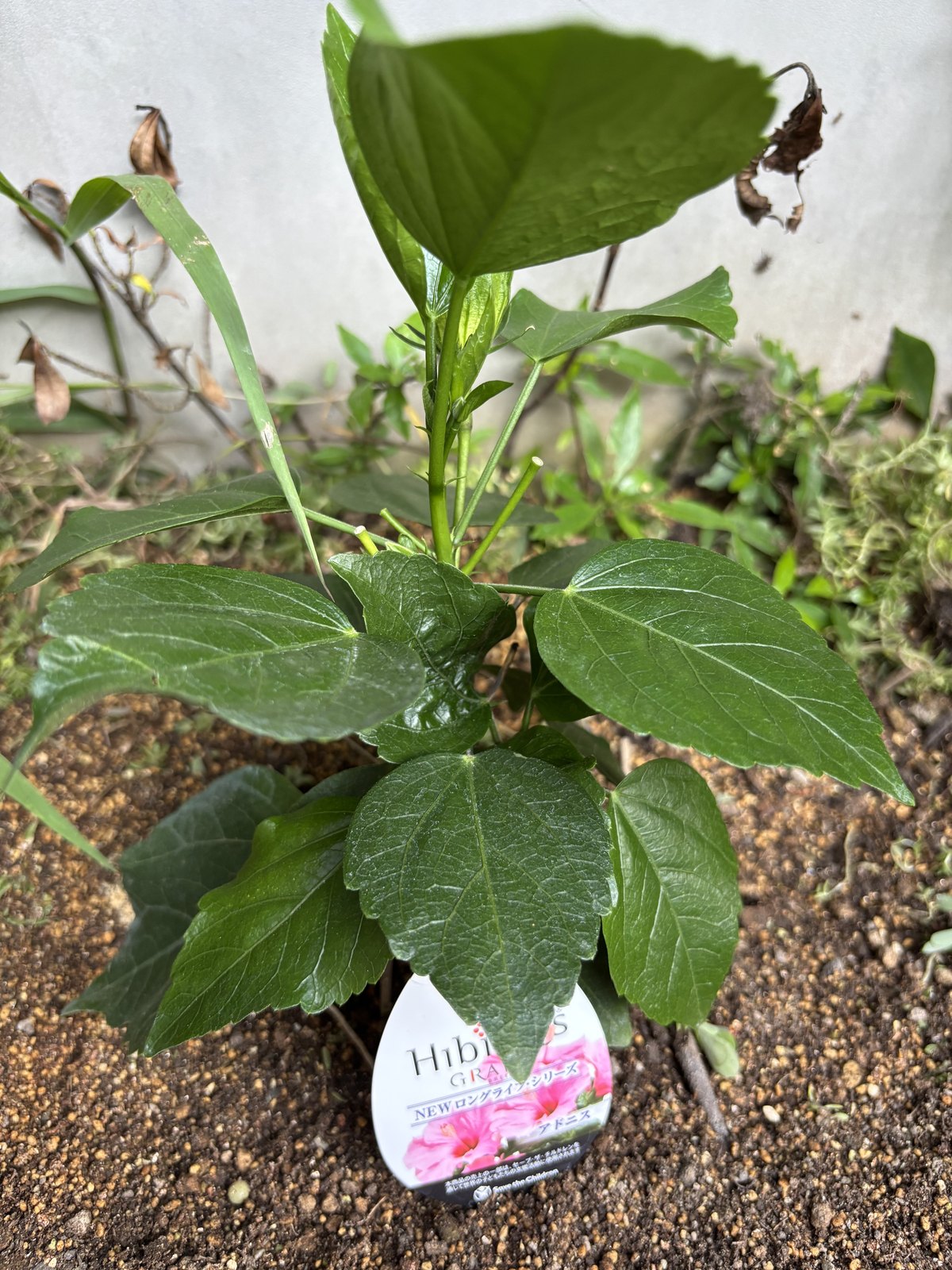 地植えしたハイビスカス「アドニス」の苗