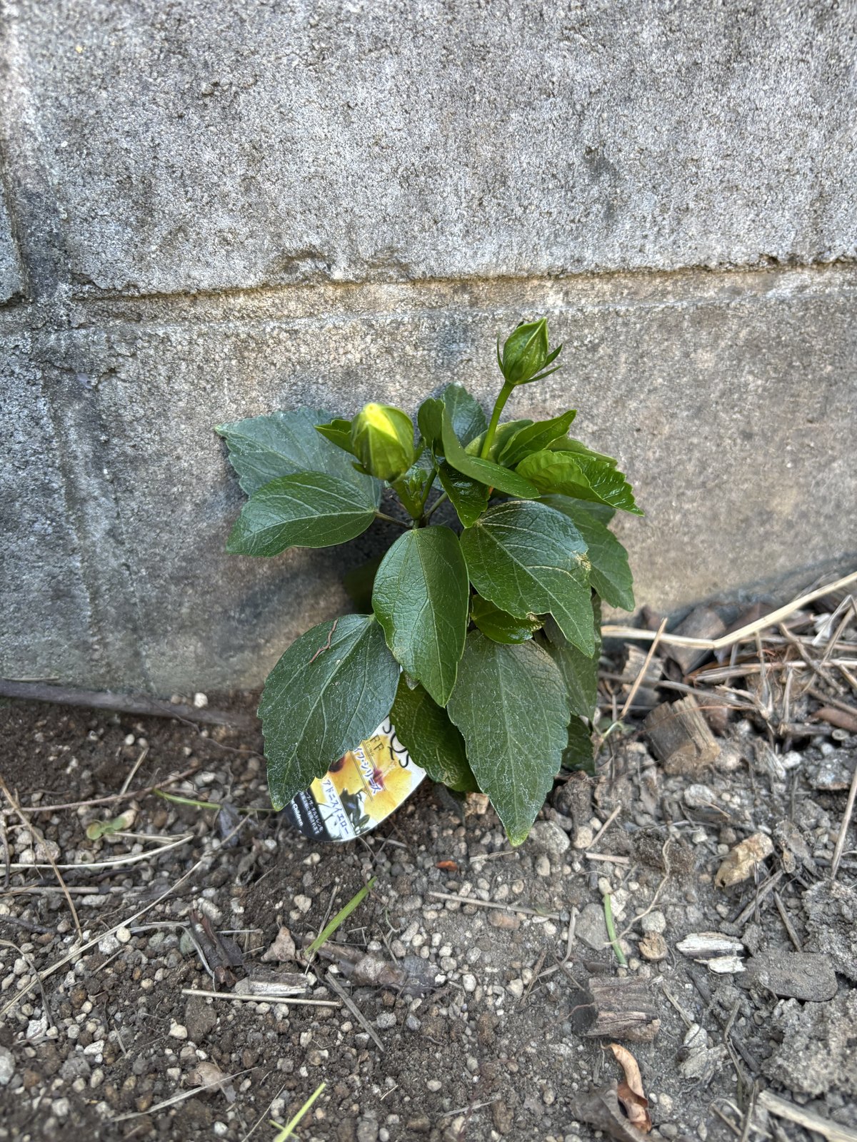 塀ぎわに地植えしたハイビスカス「アドニスイエロー」の苗