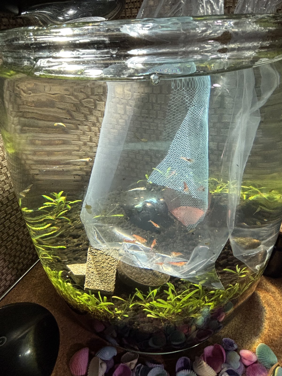 書斎の水槽に浮かべた、エビの入ったビニール袋