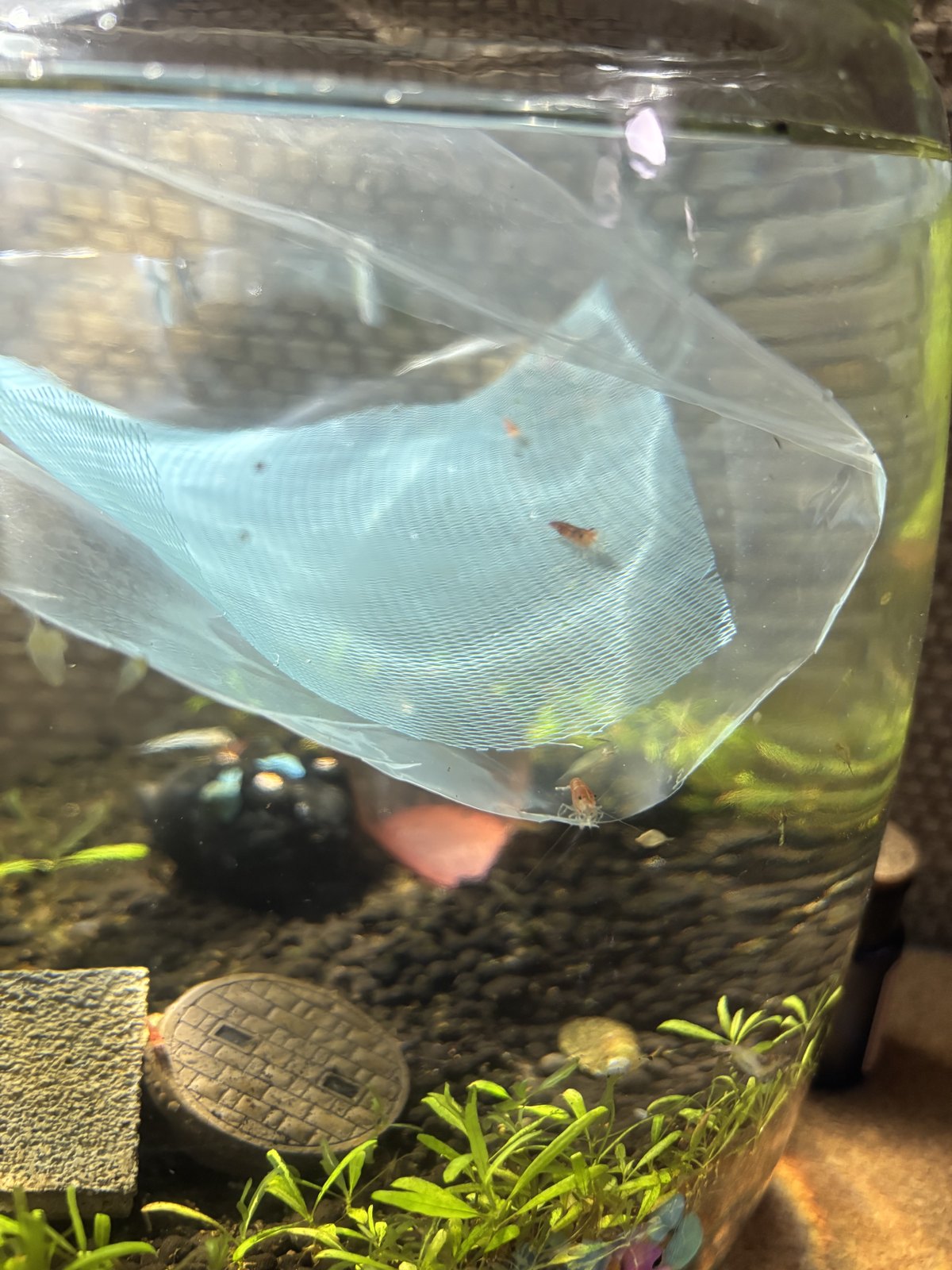 袋の中で泳ぐストロベリーシュリンプ