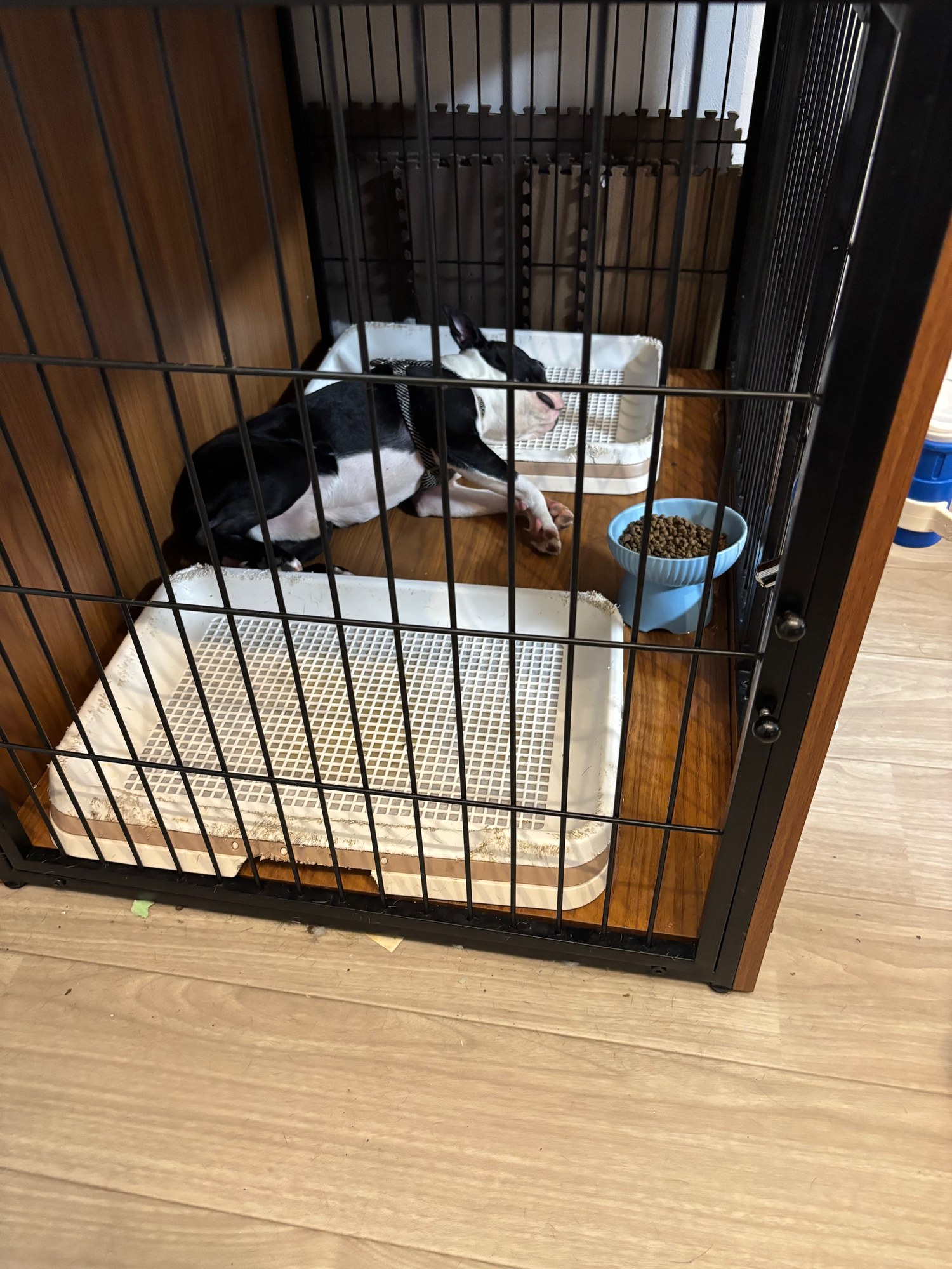 ケージの中に犬用トイレが2つ並び、奥のトイレの上でボストンテリアが顎をのせて寝ている