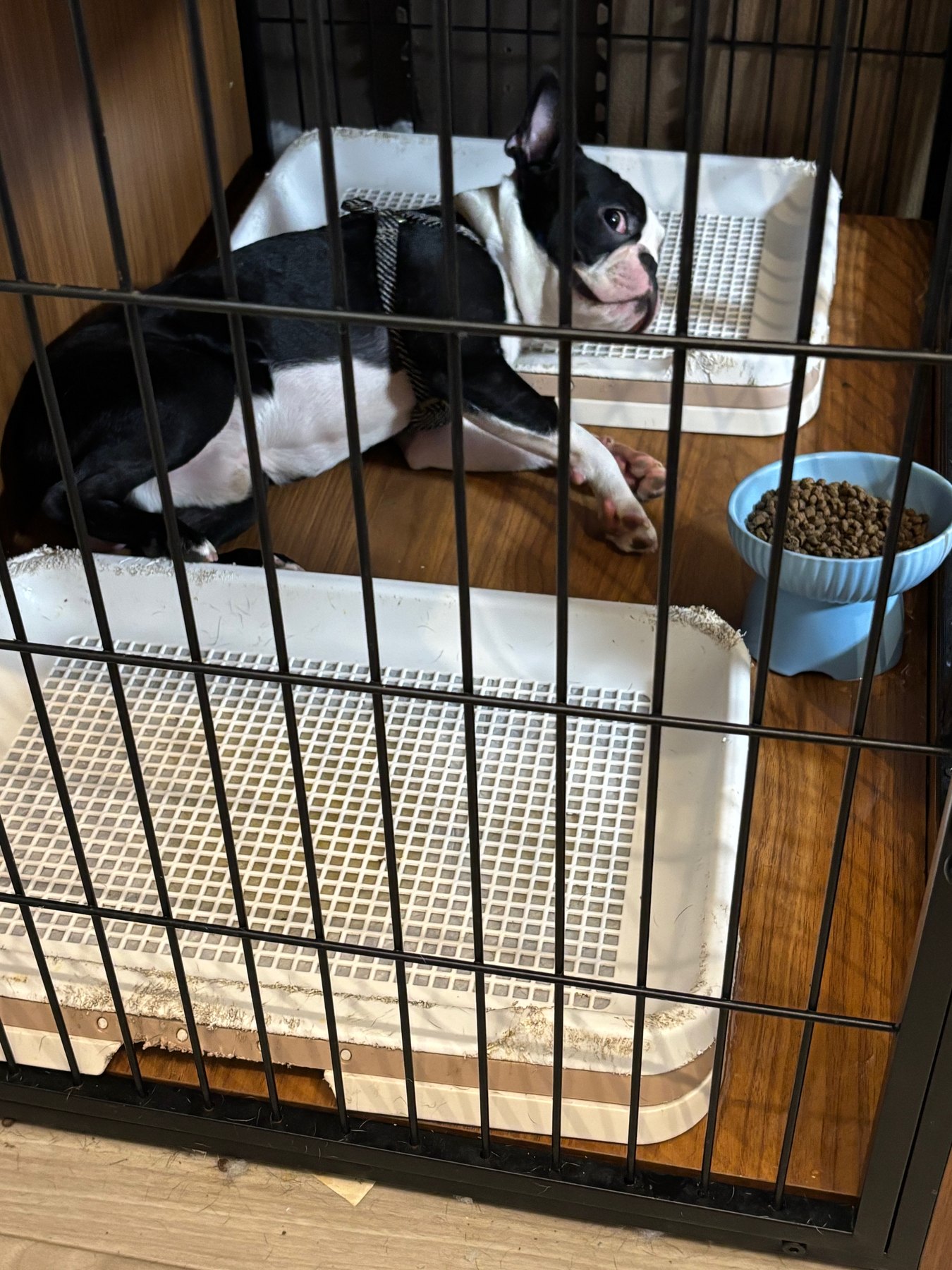 ケージの中に犬用トイレが2つ並び、奥のトイレの上でボストンテリアが寝そべっている