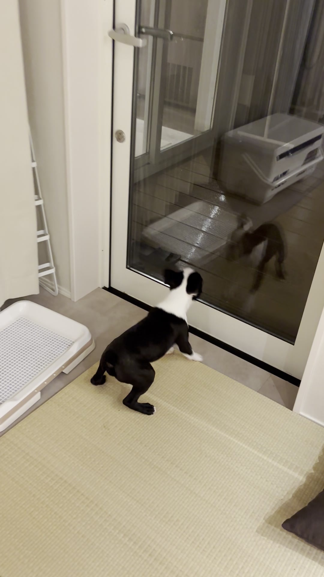 夜の窓に前足をかけて背伸びし、ガラスに映った自分を見上げるボストンテリアの子犬
