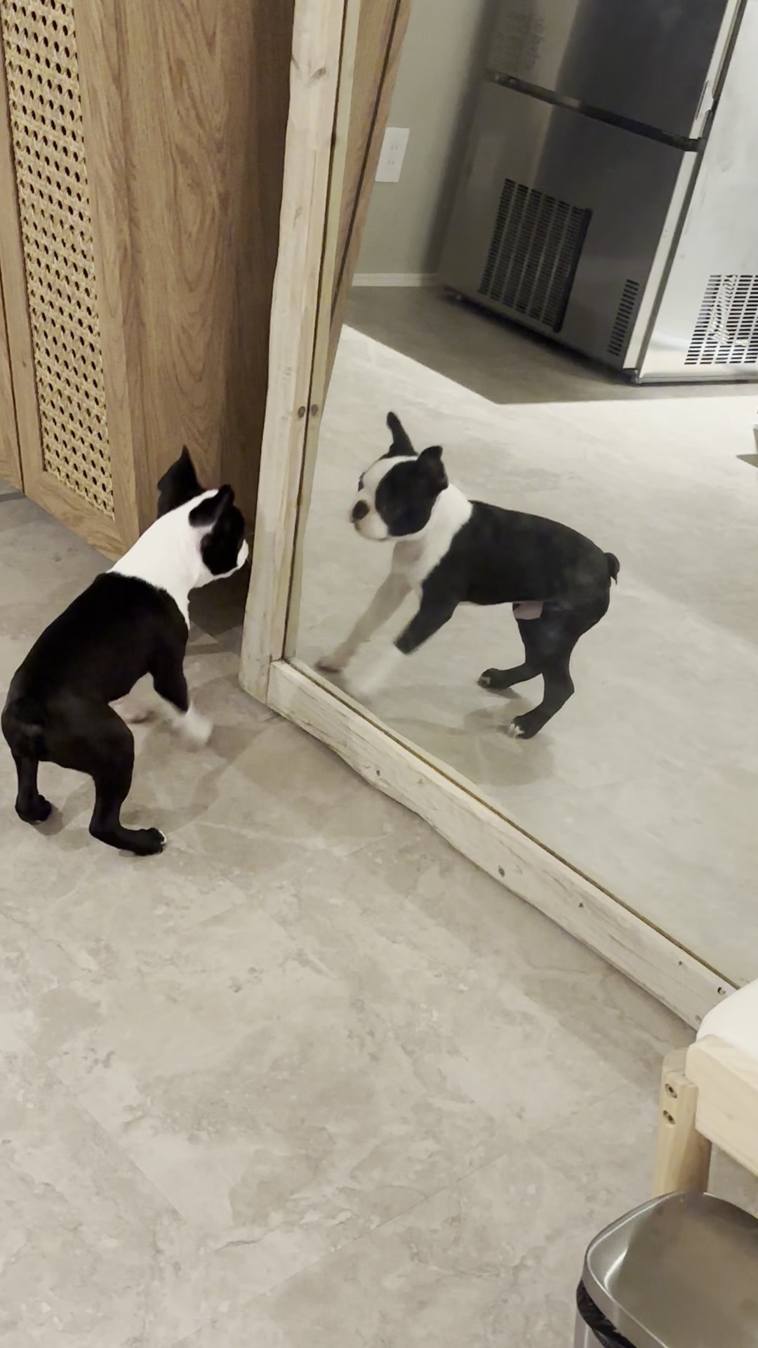 姿見の前に立って鏡の中の自分を見ているボストンテリアの子犬