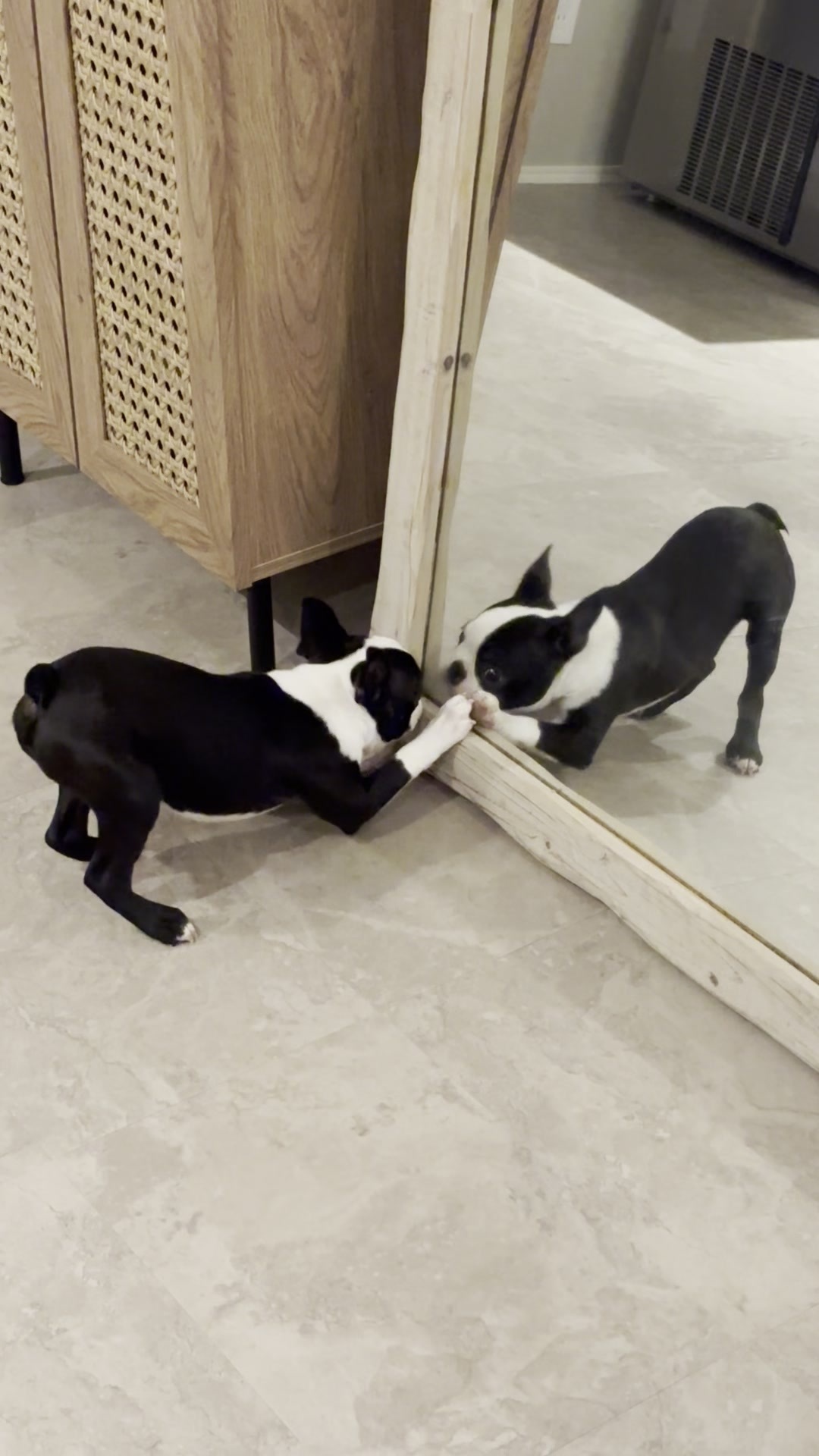 鏡に前足を伸ばして自分と肉球を合わせているボストンテリアの子犬