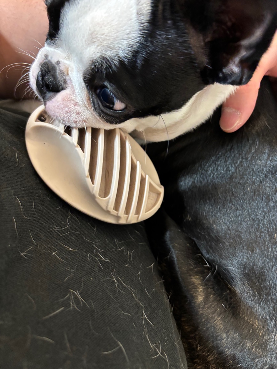 ラバーブラシを噛みにきたボストンテリアの子犬。膝の上の黒い服に白い抜け毛が散らばっている