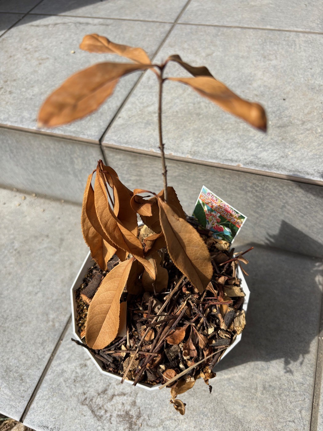葉がすべて茶色く枯れたキンモクセイの鉢植え。土の表面には木のチップが敷かれている