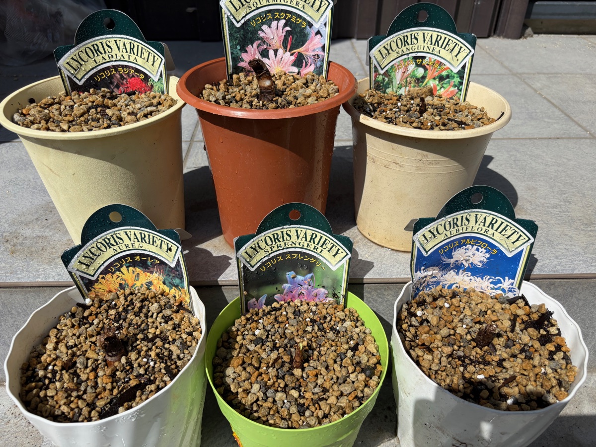 球根を植え終えたリコリスの鉢6つ。それぞれに品種ラベルが挿してある