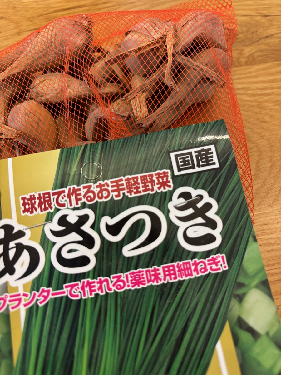 あさつきの種球。オレンジ色のネットに球根がたくさん入っている