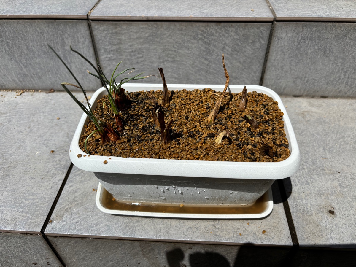 小さなプランターにわけぎの苗とあさつきの球根を密植したところ