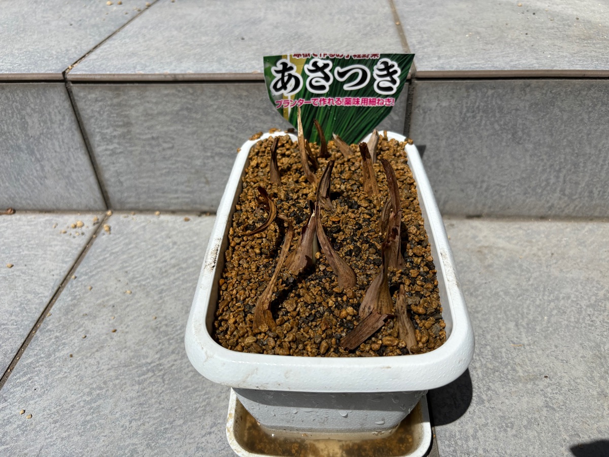 あさつきの種球を植えたプランター。球根の先端が土から見える浅植え