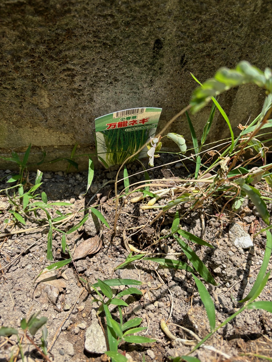 雑草に埋もれた万能ねぎの地植え。苗のラベルだけが目印として残っている