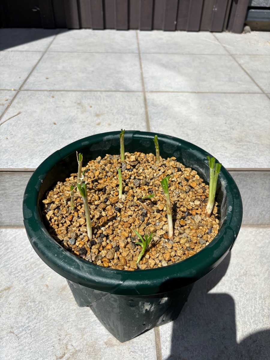 軽石主体の用土のプランターに浅く植え直したニラの株
