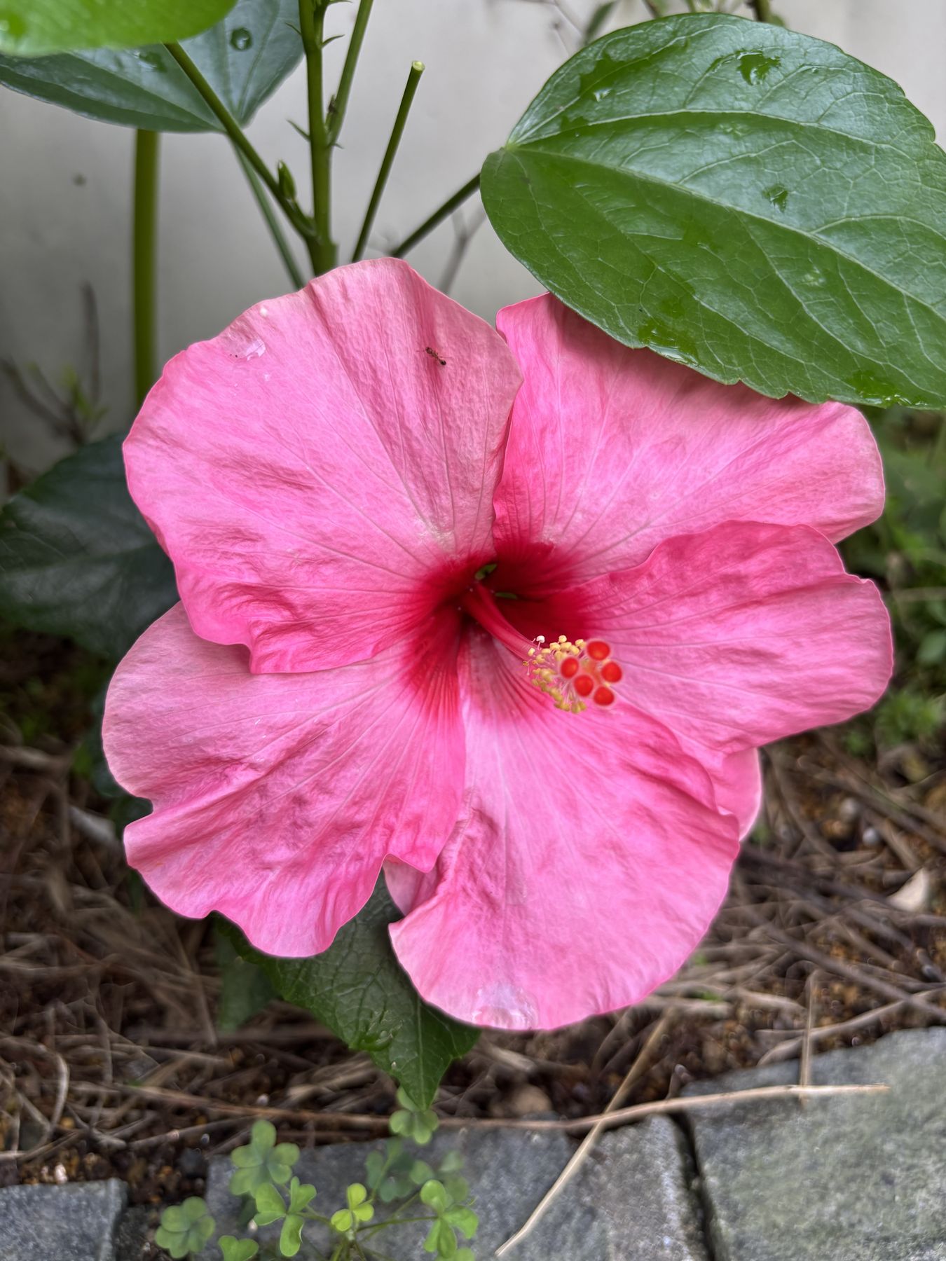 初めて咲いたハイビスカス・アドニスのピンクの花