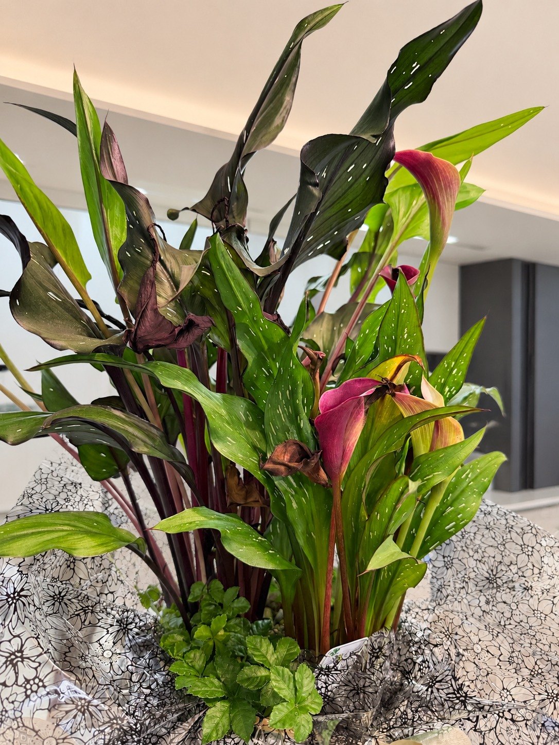 赤紫の花と白い点々の葉のカラーの鉢植え