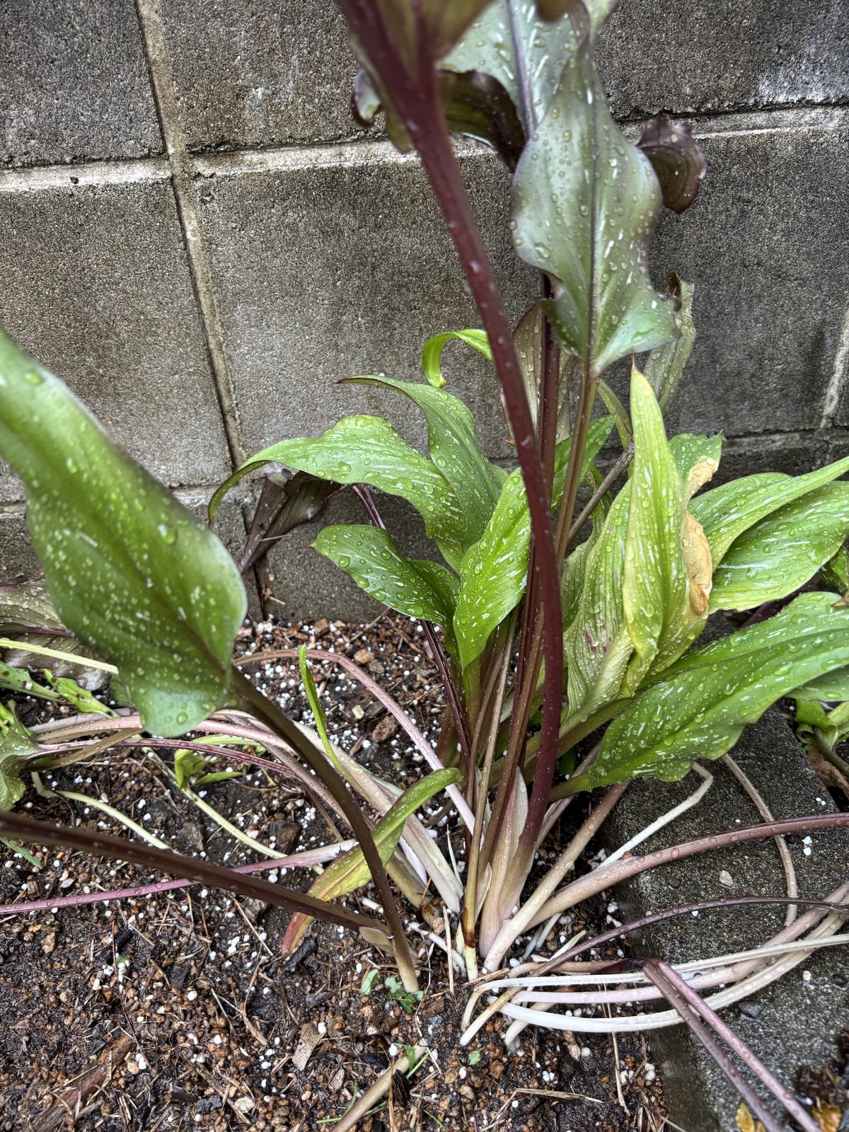 ブロック塀の前に地植えしたカラー。赤紫の茎と白い点々の葉
