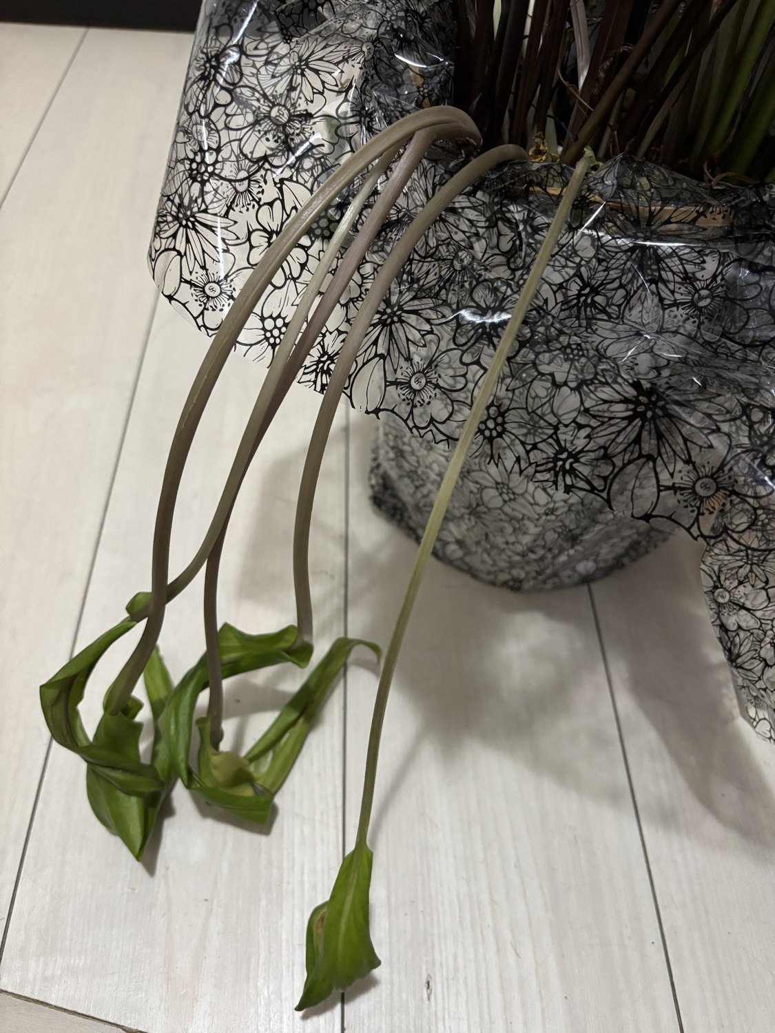 鉢のふちから垂れ下がったカラーの茎