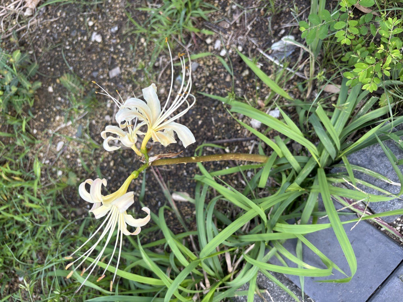 茎が倒れて寝そべったまま咲いている白い彼岸花